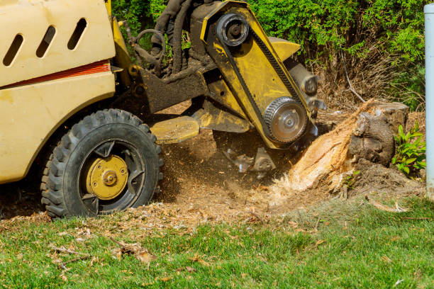 Best Lot and Land Clearing  in , CT